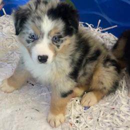 Bodie - Blue merle male Australian Shepherd puppy in Riverside, California from Majestic Wrangler’s Aussie’s
