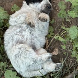 Aussiedoodle, Miniature Australian Shepherd, Poodle, and Toy Australian Shepherd Puppies from Mowry Creek Mini Aussiedoodles and More