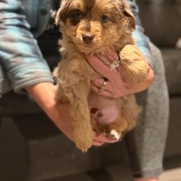 Lucky - Red merle male Miniature Australian Shepherd puppy in Ellendale, North Dakota from Ark Acres Kennels