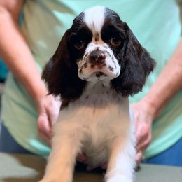 Boy 2 - Brown and white male Cocker Spaniel puppy in Delphi, Indiana from Benchmark Cockers