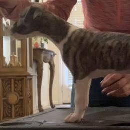 Whippet Puppies from Charis Whippets