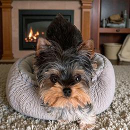 Lovie - Yorkshire Terrier
