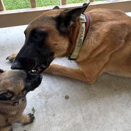 Bravo - Belgian Malinois