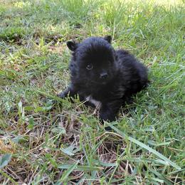 Bella (Girl 1) - Black female Pomeranian puppy in Linwood, North Carolina from My Tiny Paws