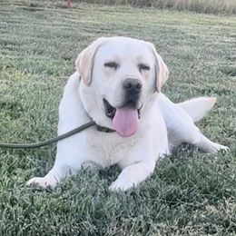 Miko - Labrador Retriever