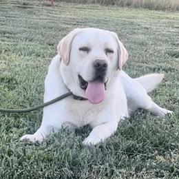 Miko - Labrador Retriever
