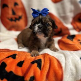 Red white - Red female Shih Tzu puppy in Sharon, Pennsylvania from Keystone Danes and Shih tzus