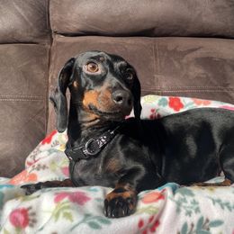 Roxie - Dachshund