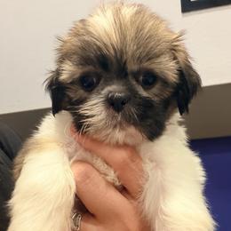 Ava - Liver female Shih Tzu puppy in Hemet, California from Aloha Shih Tzu