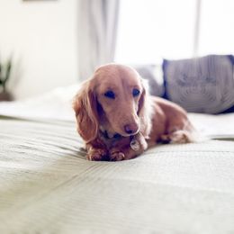 Olive - Cream female Dachshund puppy in Benton City, Washington from DOXA Miniature Dachshunds