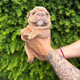 Green collar - Fawn male Bulldog puppy in Seattle, Washington from Authentic Bullys