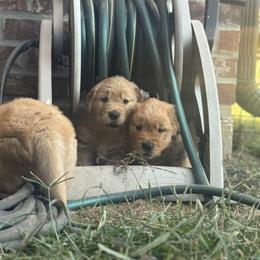 Golden Retriever Puppies from Lyons Golden Retrievers