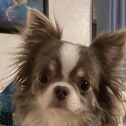 Stella - Chihuahua