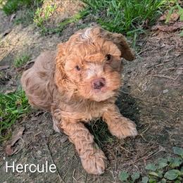 Hercule - Golden male Cockapoo puppy in Sunset, Louisiana from Cano Cockapoos