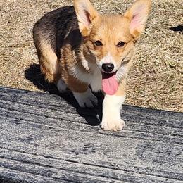 Thea - Blue merle and white female American Corgi puppy in Dunbar, Nebraska from Nightstreak Corgis