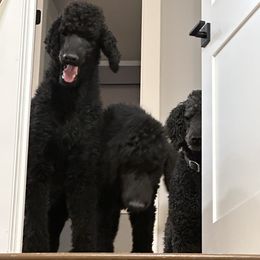 Poodle Puppies from Cedar Grove Standard Poodles