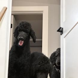 Poodle Puppies from Cedar Grove Standard Poodles