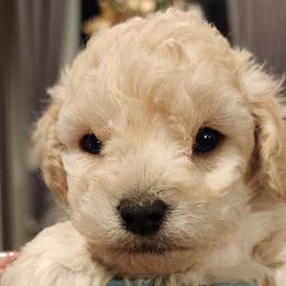 Poodles from Wendy's Poodles