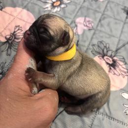 Yellow collar - Fawn female Pug puppy in Tucson, Arizona from Furever Friends
