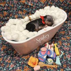 Spikey - male American Hairless Terrier puppy in Marietta, Georgia from Black Tie Danes and Sleek Society AHT