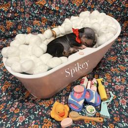 Spikey - male American Hairless Terrier puppy in Marietta, Georgia from Black Tie Danes and Sleek Society AHT