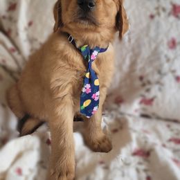 Golden Retriever Puppies from PDA Goldens