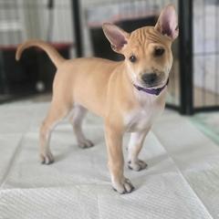 Mookie - Fawn female Vietnamese Phu Quoc Ridgeback puppy in Palmdale, California from Vietnamese Phu Quoc Ridgeback Dogs of Southern California