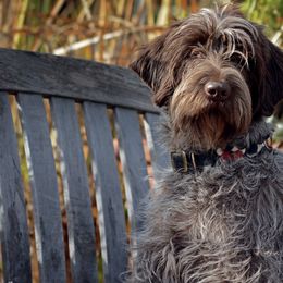 Wirehaired Pointing Griffons from DagdaGriffons