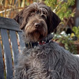 Wirehaired Pointing Griffons from DagdaGriffons