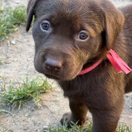 Labrador Retriever Puppies from Wings of Freedom Retrievers