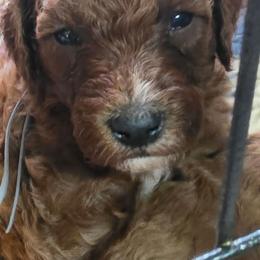Dune (Grey boy) - Red  male Poodle puppy in Griswold, Connecticut from Flatrock Kennels of CT