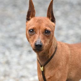 Ginny - Miniature Pinscher