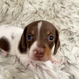 Kodiak - Chocolate and tan male Dachshund puppy in Granbury, Texas from Bluebonnet Dachshund, LLC