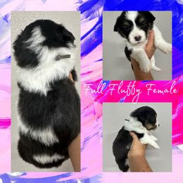 Addison - Black and tan female American Corgi puppy in Hico, Texas from Chisholm Trail Kennels