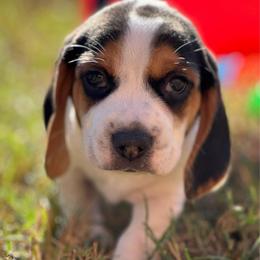 AKC Lynx - Black tan and white male Beagle puppy in Rogersville, Missouri from Hales Little Beagle Haven