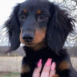 Dachshunds from Okie Rascals Dacshunds