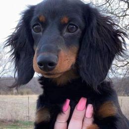 Dachshunds from Okie Rascals Dacshunds