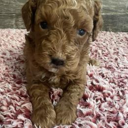 Gigi - Red  female Poodle puppy in Camden, Michigan from Pawfect Companions