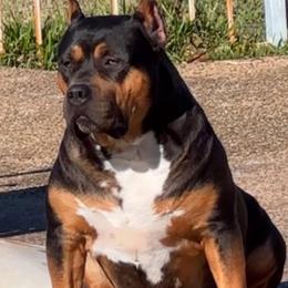 Mally - American Bully