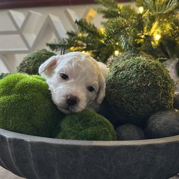 Casper - White male Bichon Frise puppy in Gresham, Oregon from Lyudmyla Loves Puppies