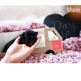 French Bulldog Puppies from FrenchieBnB