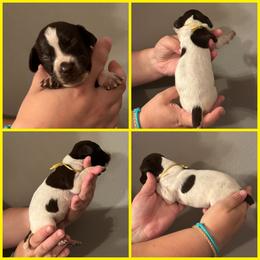 Luna (yellow) - White and liver female German Shorthaired Pointer puppy in Marshfield, Missouri from Suma Kennels