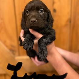 Lime - Chocolate female Boykin Spaniel puppy in Barney, Georgia from Price & Co.