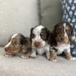 Dachshund Puppies from Southern Pearl Doxies