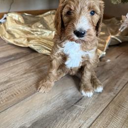 Purple - Red  female Goldendoodle puppy in Rockford, Ohio from 419 Goldendoodles