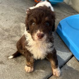 Pugsley - Red tri-color male Aussiedoodle puppy in Moreno Valley, California from Rainbow SoCal Doodles