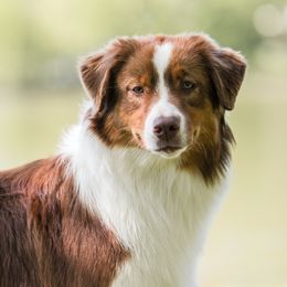 Rhyme - Australian Shepherd