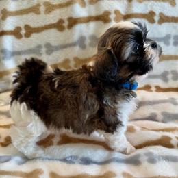 AKC- Coal - Black gold and white male Shih Tzu puppy in Henderson, Nevada from SHIH TZU HOUSE