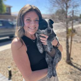 Australian Cattle Dog Puppies from West Valley Heelers