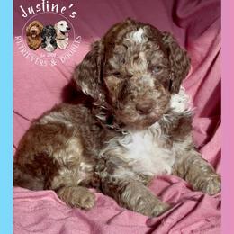 Jack Frost - Merle male Goldendoodle puppy in Sterling, Connecticut from Justine’s Retrievers and Doodles